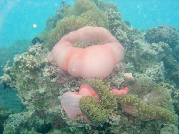 96- Anemones balayees par le courant 
